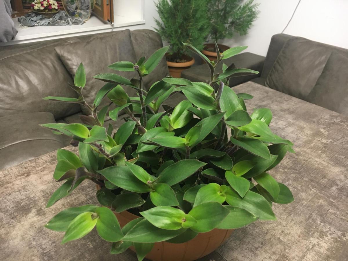 阿哈尔齐赫 Kessane酒店 外观 照片